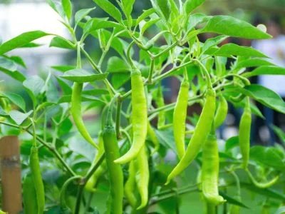 Green Chilli